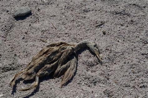 鳥死在屋頂|家裡出現死鳥 鳥死在院子裡是擋災